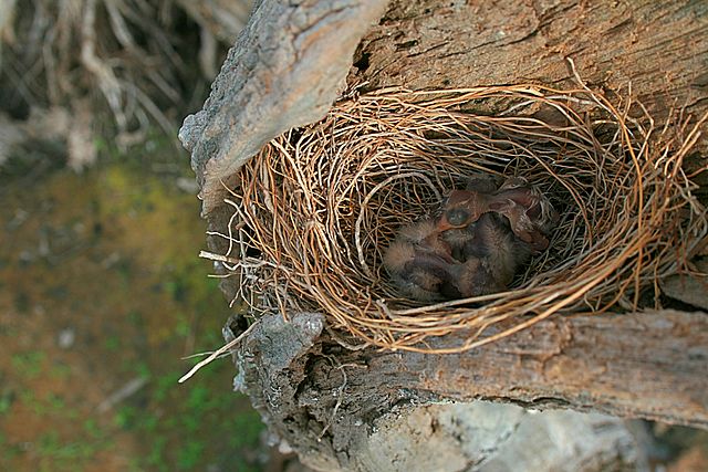 File:White-breasted Woodswallow chicks in nest.jpg