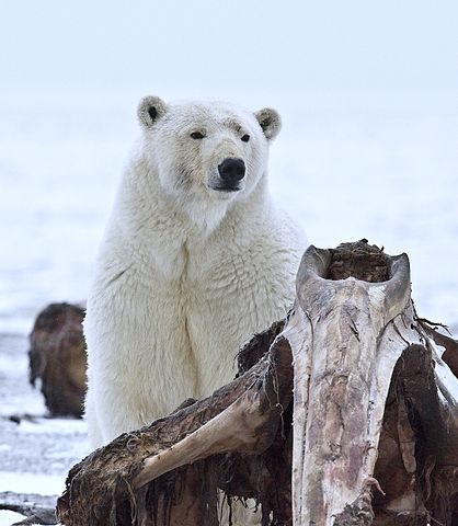 File:Polar Bear ANWR 10.jpg