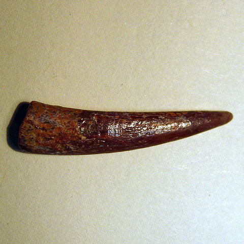 File:Pterosauria tooth 01.jpg