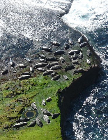 File:Seals hauled out by Lyrie Geo, Hoy, Orkney - geograph.org.uk - 2472901.jpg