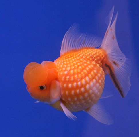 File:Goldfish Pearl Scale.jpg