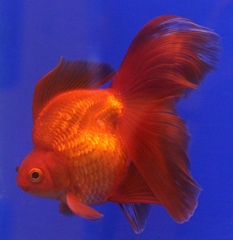 File:Goldfish Ryukin.jpg
