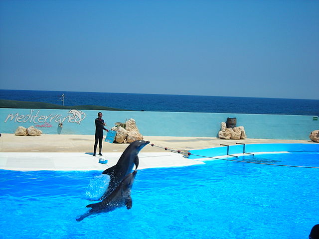 File:Mediterraneo dolphin show 1.JPG