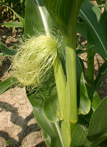 File:Cornsilk 7091.jpg