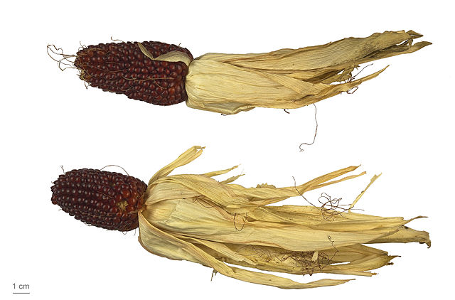 File:Zea mays fraise MHNT.BOT.2011.18.21.jpg