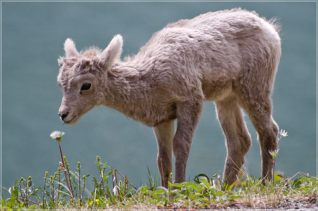 File:Bighorn lamb Alberta.jpg