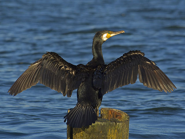 File:Phalacrocorax carbo02.jpg