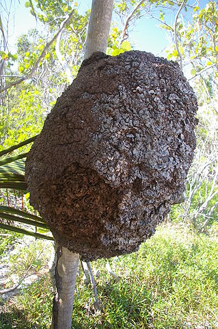 File:Termite-nest-Tulum-Mexico.jpg