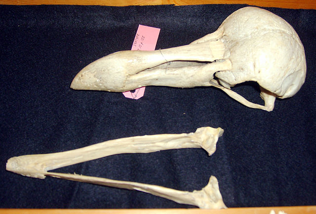 File:Copenhagen dodo.jpg