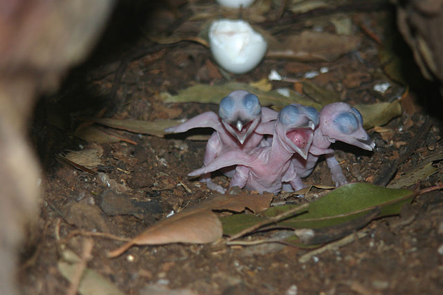 File:Newly hatched chicks of Australian Laughing Kookaburra.jpg