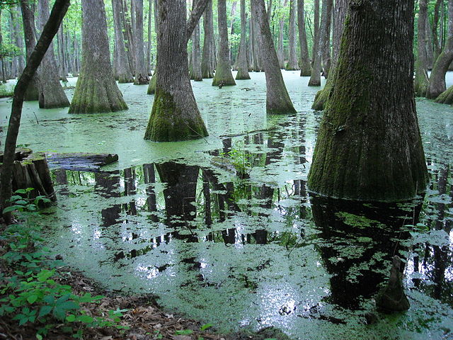 File:Pearl River backwater in Mississippi.jpg