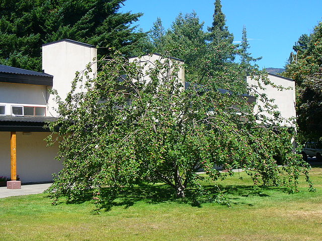 File:Newtons apple.jpg