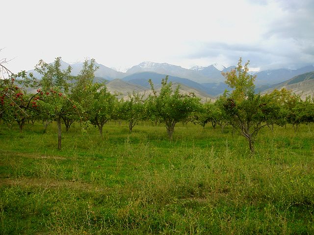 File:Apple orchard.JPG