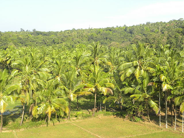 File:Coconut trees and paddy field 02.JPG