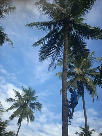 File:Coconut tree climbing DSCN0345.jpg