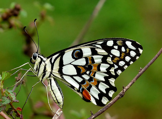 File:Common Lime Butterfly Papilio demoleus by Kadavoor.JPG
