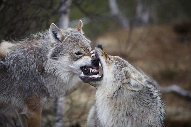File:Wolves in Norway.jpg