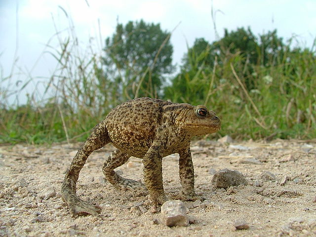 File:Bufo bufo-defensive reaction1.JPG