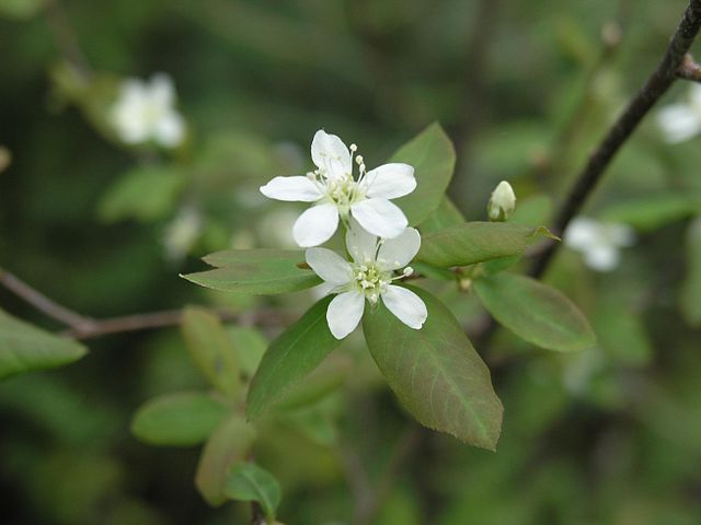 File:Amelanchier sp flowers Carleton2 RT.jpg