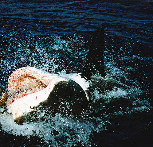 File:Great white shark at his back11.jpg