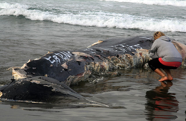 File:A beachcomber is looking at the marks of great white sharks bites.jpg