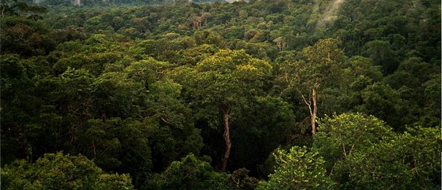 File:Amazon Manaus forest.jpg