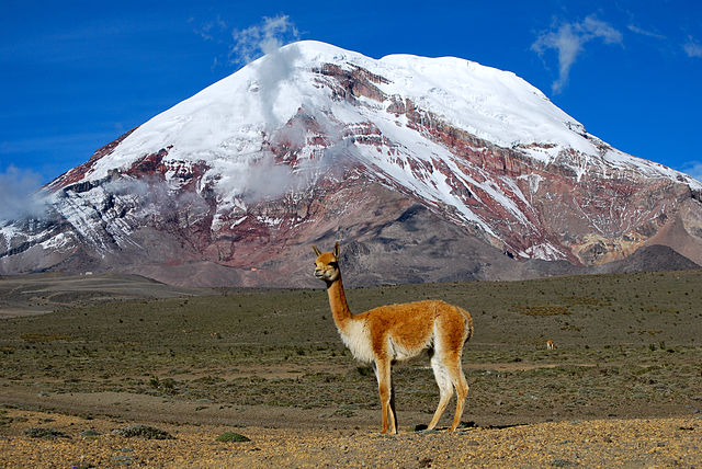 File:Vicuña - Chimborazo, Ecuador.jpg