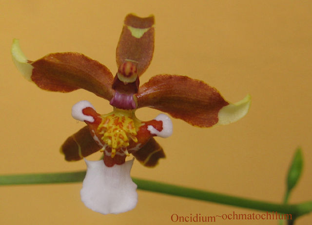 File:Oncidium ochmatocilum.jpg