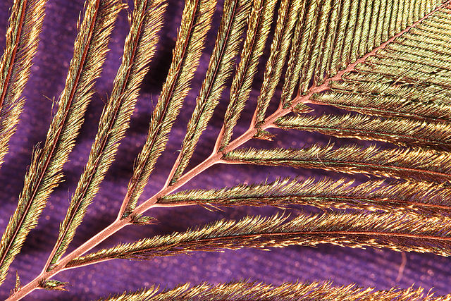 File:Shaft of Indian Peacock tail feather.jpg