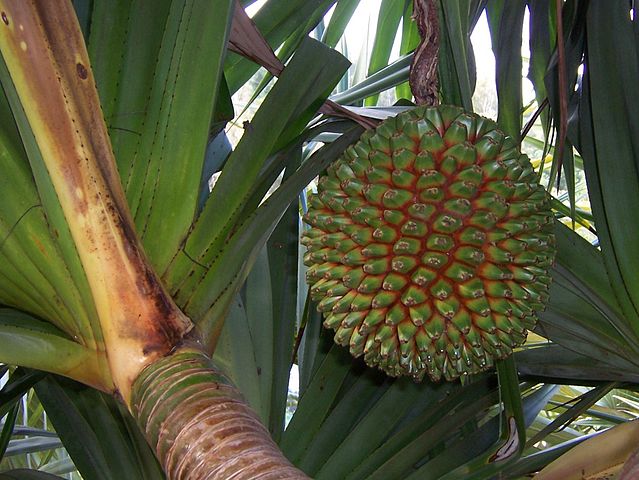 File:Pandanus utilis fruit.JPG