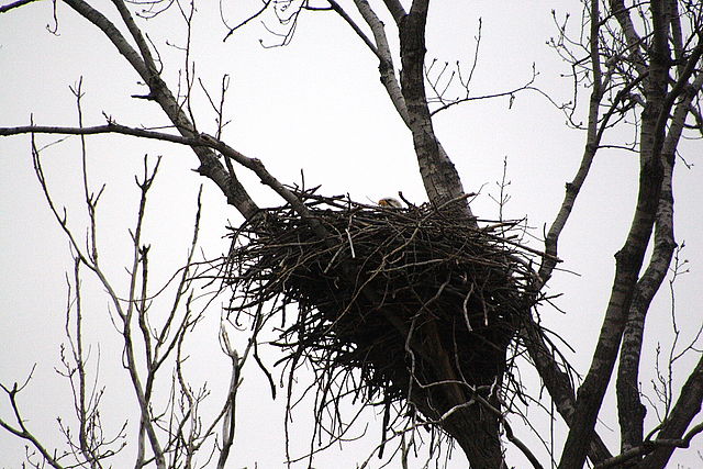 File:Bald eagle nesting.JPG