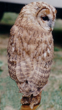 File:Tawnyowl03.jpg