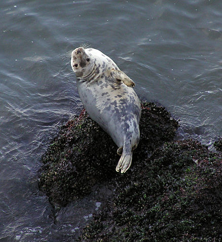 File:Grey seal rhossili 1.jpg