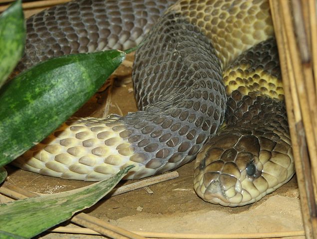 File:Egyptian Cobra 001.jpg