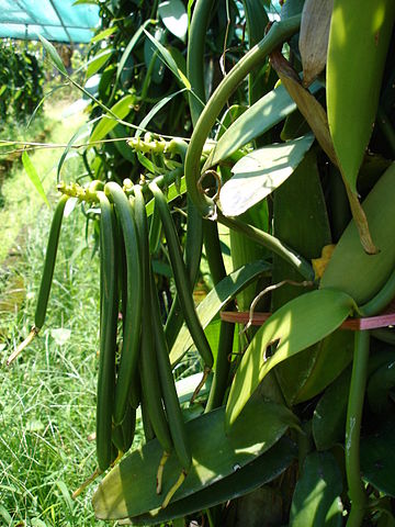 File:Vanilla fragrans 2.jpg