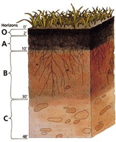 File:Soil profile.png