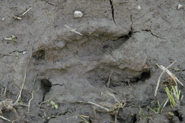 File:Cervus.elaphus.track.jpg