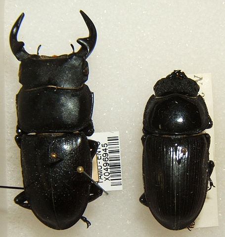 File:Dorcus curvidens hopei sjh.jpg