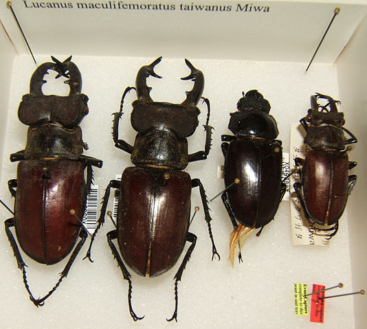 File:Lucanus maculifemoratus taiwanus sjh.jpg