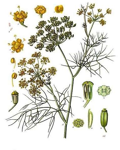 File:Foeniculum vulgare - Köhler–s Medizinal-Pflanzen-148.jpg