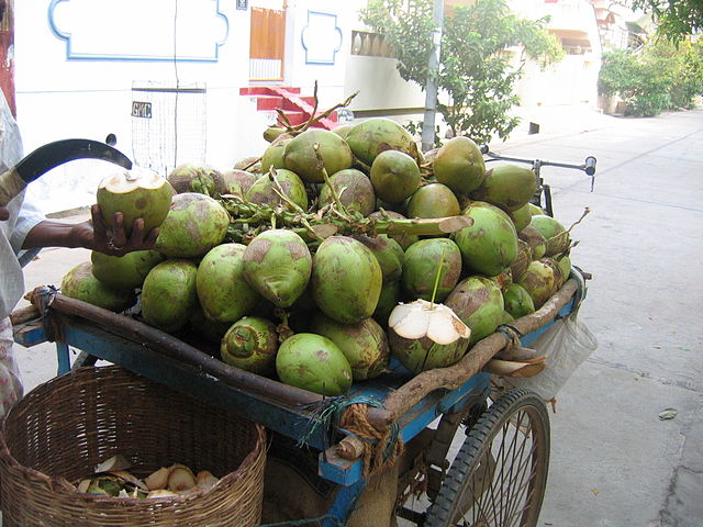 File:GntCoconut.jpg