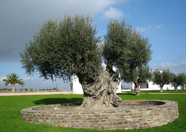 File:Olive tree.jpg