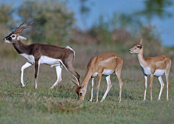File:Blackbuck male female.jpg