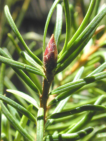 File:Douglas fir leaves and bud.jpg