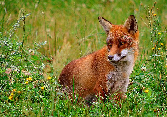 File:Rød ræv (Vulpes vulpes).jpg