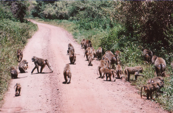 File:BaboonTroop.jpg