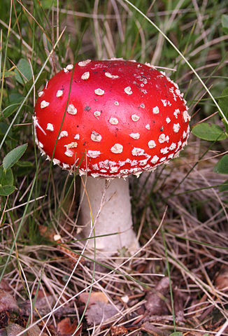 File:Amanita muscaria (fly agaric).JPG