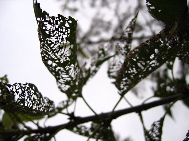 File:Apple tree leaves with insect damage.jpg