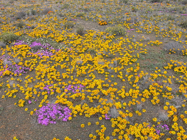 File:Karoo P1030687.JPG