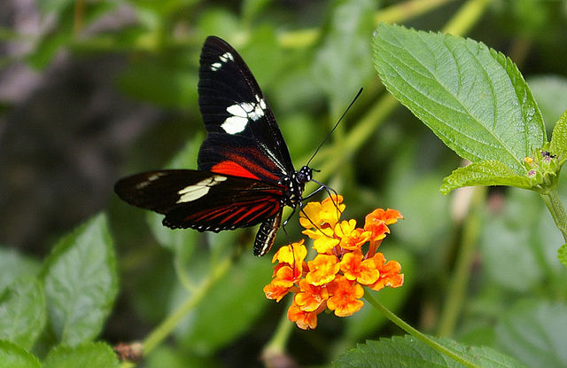 File:HeliconiusDorisLinnaeus.jpg